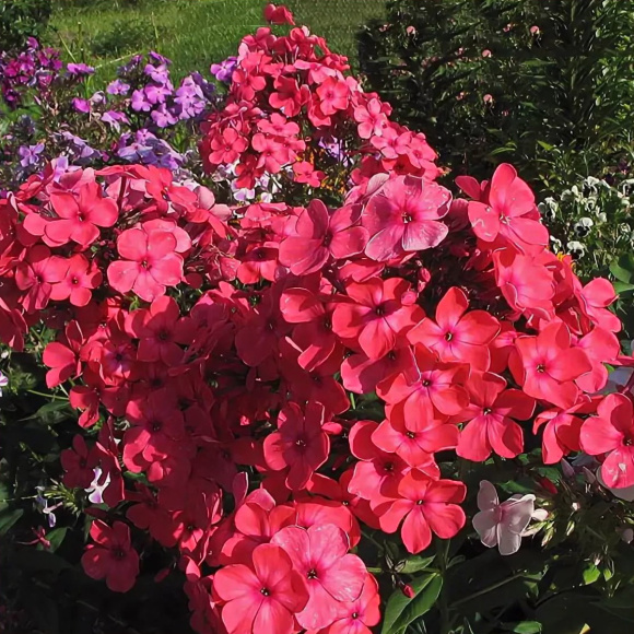 Флокс Иван-Заря купить с доставкой