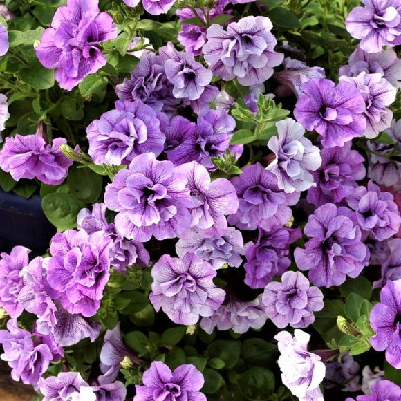 Петуния вегетативная Тумбелина Присцилла Про (Tumbelina Priscilla ...