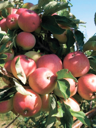 Яблоня Грушовка московская