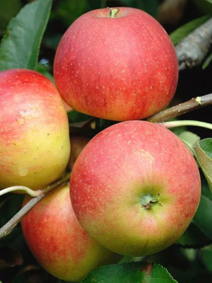 Яблоня Приземленное