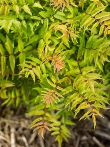 Рябинник рябинолистный Матча Болл (Matcha Ball) купить с доставкой