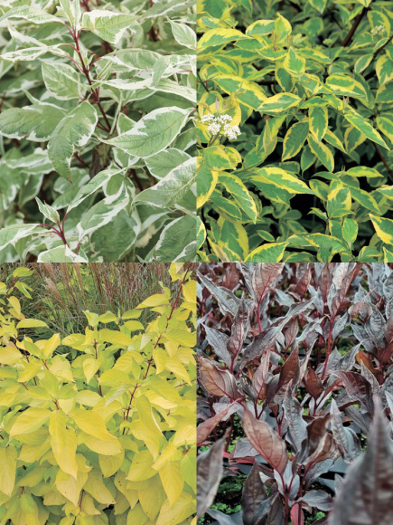 Дерен Ассортимент купить с доставкой Дерен Ассортимент купить с доставкой