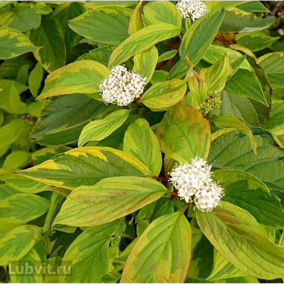 Дерен Ассортимент купить с доставкой