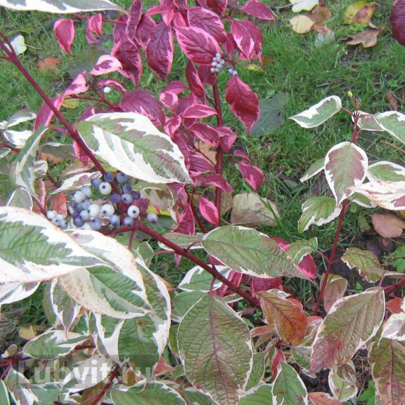 Дерен Ассортимент купить с доставкой