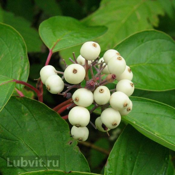 Дерен Ассортимент купить с доставкой