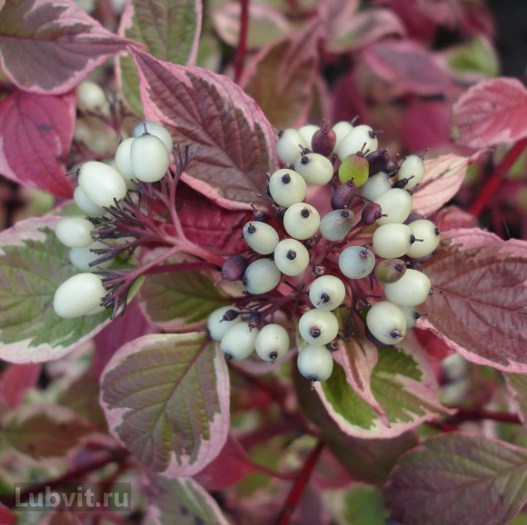 Дерен Ассортимент купить с доставкой