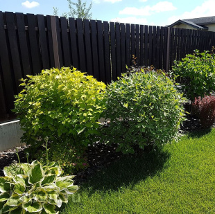 Дерен Ассортимент