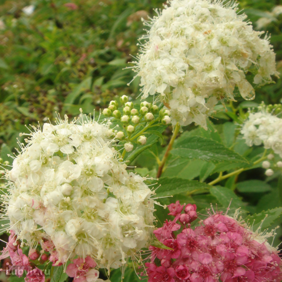 Спирея Альбифлора (Albiflora) купить с доставкой