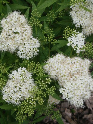 Спирея Альбифлора (Albiflora)