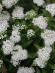 Спирея Альбифлора (Albiflora) купить с доставкой