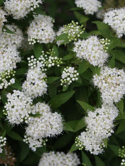 Спирея Альбифлора (Albiflora) купить с доставкой