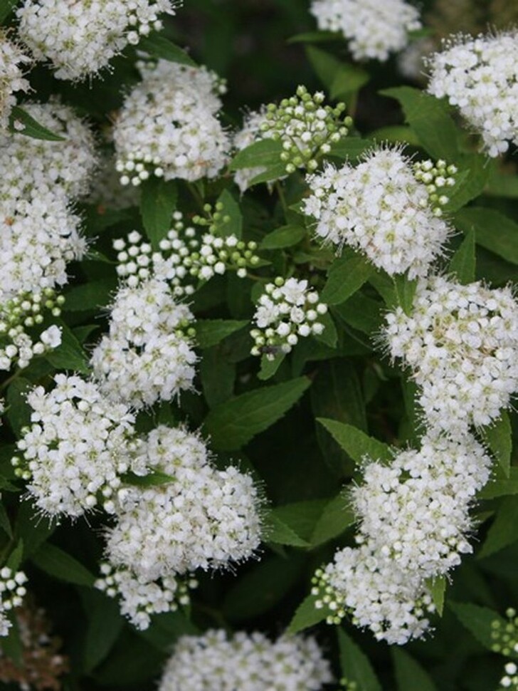 Спирея Альбифлора (Albiflora) купить с доставкой Спирея Альбифлора (Albiflora) купить с доставкой