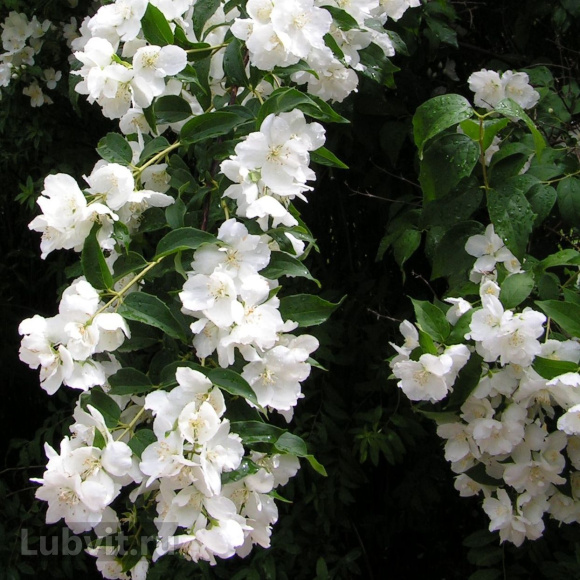 Чубушник Монблан (Mont Blanc) купить с доставкой Чубушник Монблан (Mont Blanc) купить с доставкой