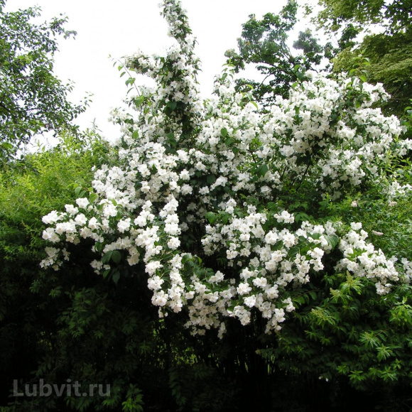 Чубушник Монблан (Mont Blanc) купить с доставкой Чубушник Монблан (Mont Blanc) купить с доставкой