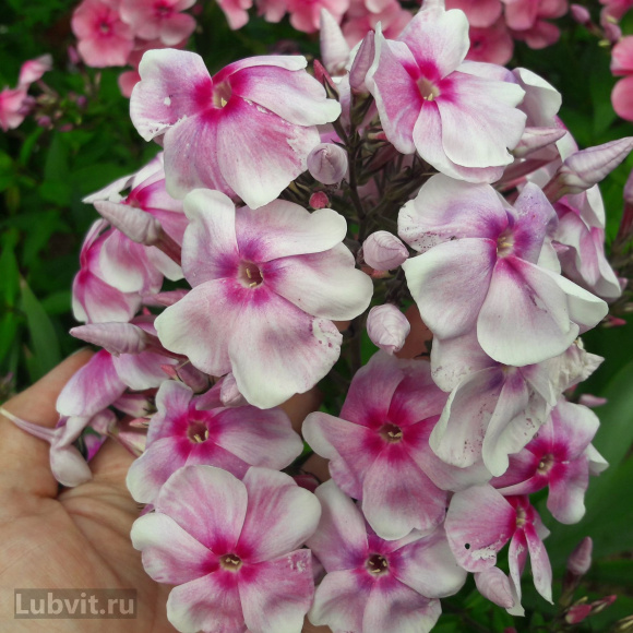 Флокс Разноцветье купить с доставкой Флокс Разноцветье купить с доставкой