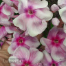 Флокс Разноцветье можно купить недорого с доставкой в питомнике Любвитский