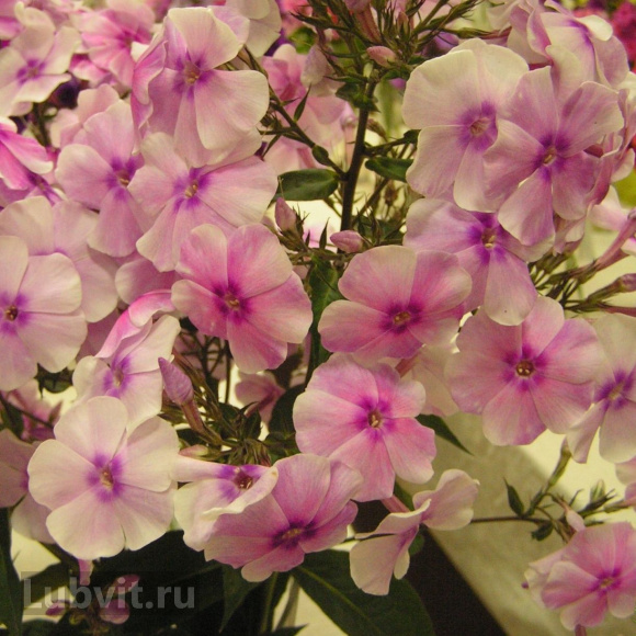 Флокс Разноцветье купить с доставкой Флокс Разноцветье купить с доставкой