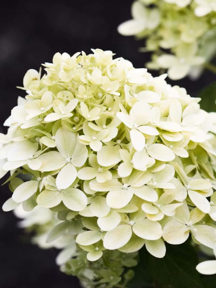 Гортензия Ливинг Литл Пассион (Living Little Passion) метельчатая купить с доставкой