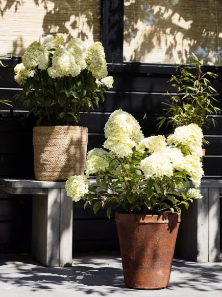 Гортензия Ливинг Литл Пассион (Living Little Passion) метельчатая купить с доставкой