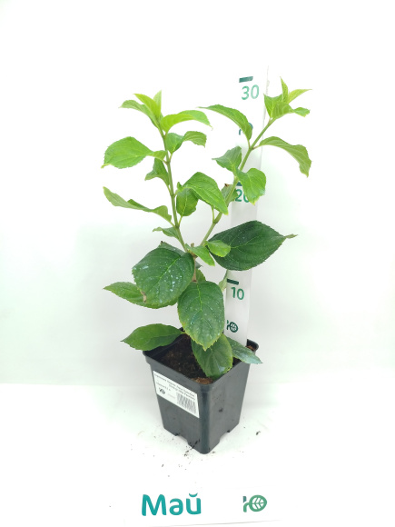 Гортензия Ливинг Литл Пассион (Living Little Passion) метельчатая купить с доставкой Гортензия Ливинг Литл Пассион (Living Little Passion) метельчатая купить с доставкой