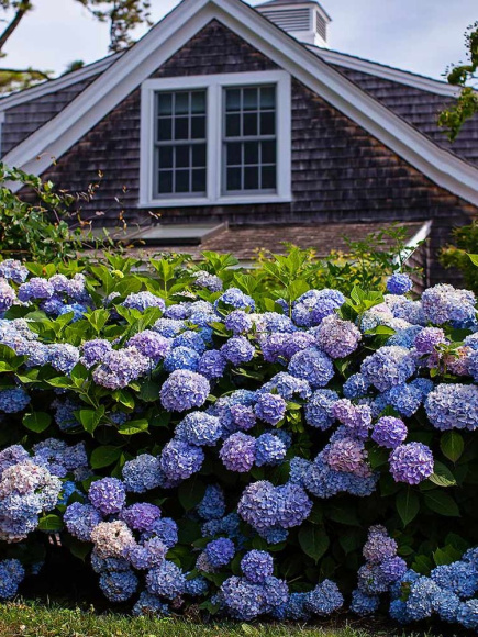 Гортензия Бесконечное лето (Endless Summer The Original) крупнолистная купить с доставкой