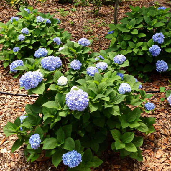 Гортензия Бесконечное лето (Endless Summer The Original) крупнолистная купить с доставкой