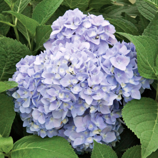 Гортензия Бесконечное лето (Endless Summer The Original) крупнолистная Гортензия Бесконечное лето (Endless Summer The Original) крупнолистная