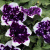 Петуния вегетативная Глейсер Скай (Glacier Sky) купить с доставкой