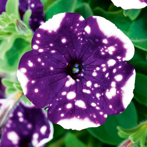 Петуния вегетативная Глейсер Скай (Glacier Sky) купить с доставкой Петуния вегетативная Глейсер Скай (Glacier Sky) купить с доставкой