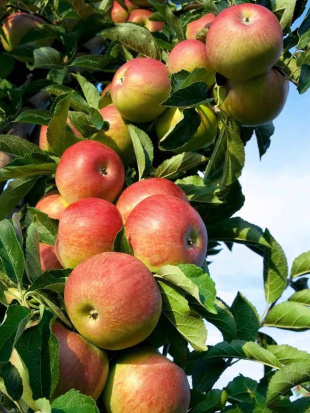 Яблоня Братчуд Яблоня Братчуд