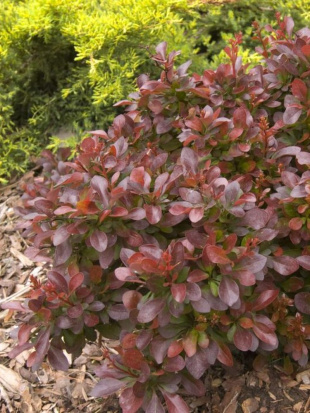 Барбарис Каберне (Cabernet) Барбарис Каберне (Cabernet)