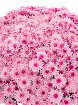 Хризантема мультифлора Лавли пинк биколор (Lively Pink Bicolor)
