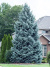 Ель Голубая (f.Glauca) купить с доставкой