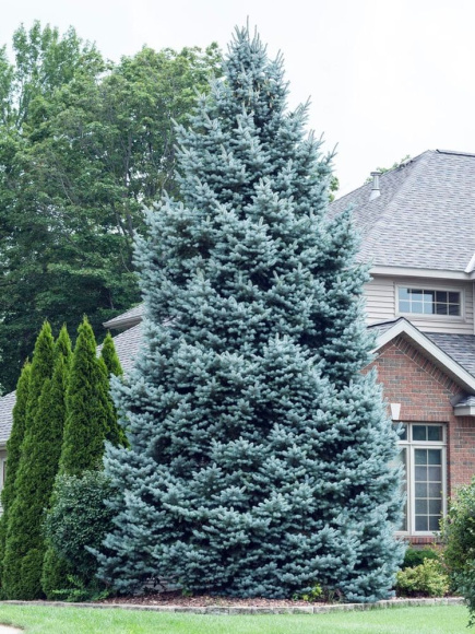 Ель Голубая (f.Glauca) купить с доставкой