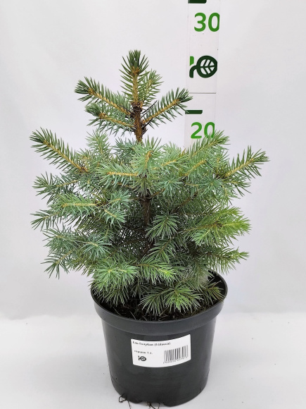 Ель Голубая (f.Glauca) купить с доставкой