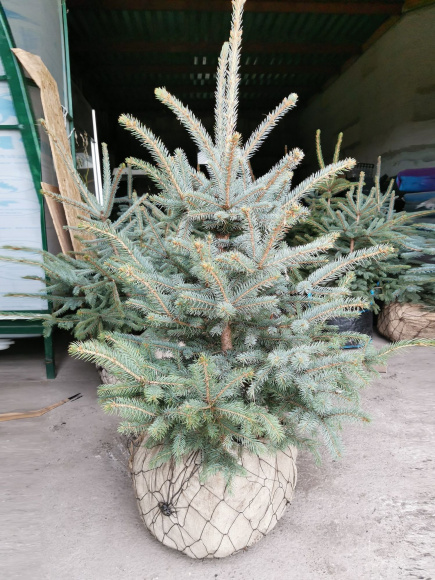 Ель Голубая (f.Glauca) купить с доставкой