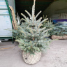Ель Голубая (f.Glauca)  ком земли