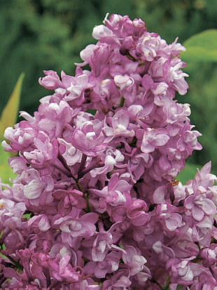 Сирень Изобилие