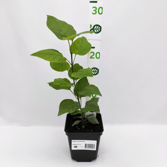 Сирень Изобилие купить с доставкой