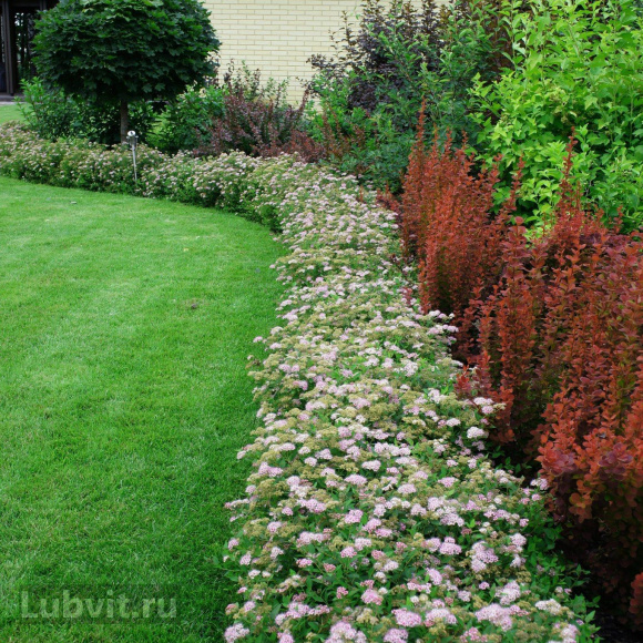 Спирея Литтл Принцесс (Little Princess) купить с доставкой