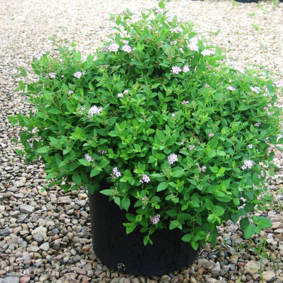 Спирея Литтл Принцесс (Little Princess) купить с доставкой