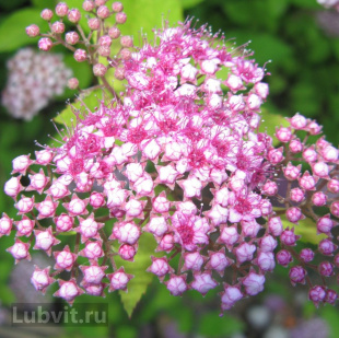 Спирея Литтл Принцесс (Little Princess)
