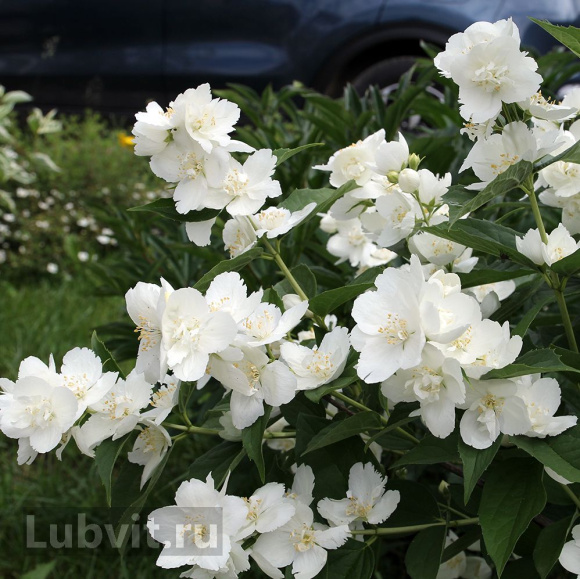 Чубушник Юннат купить с доставкой