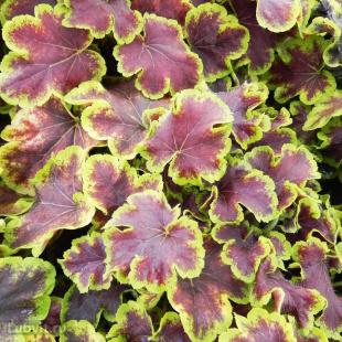 Гейхерелла Солар Эклипс (Solar eclipse)