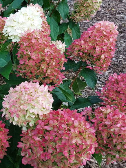 Гортензия Граффити (Graffiti) метельчатая купить с доставкой