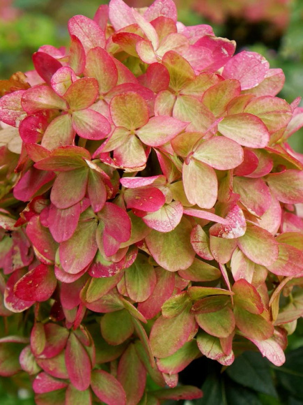 Гортензия Граффити (Graffiti) метельчатая купить с доставкой