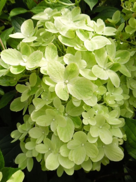 Гортензия Граффити (Graffiti) метельчатая купить с доставкой