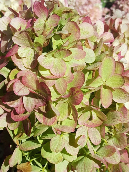 Гортензия Граффити (Graffiti) метельчатая купить с доставкой