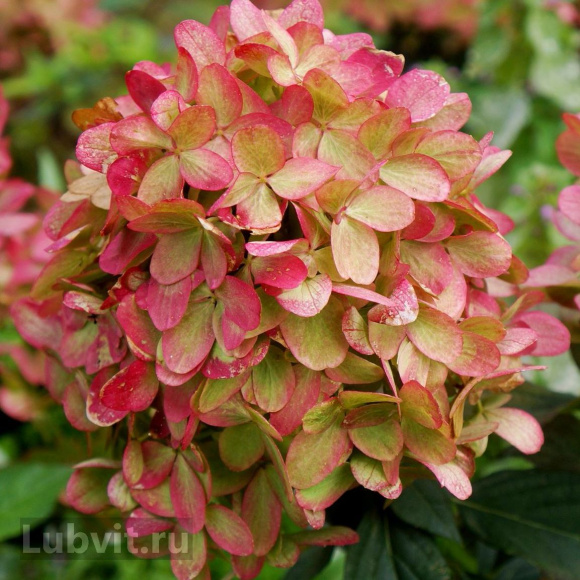 Гортензия Граффити (Graffiti) метельчатая купить с доставкой Гортензия Граффити (Graffiti) метельчатая купить с доставкой