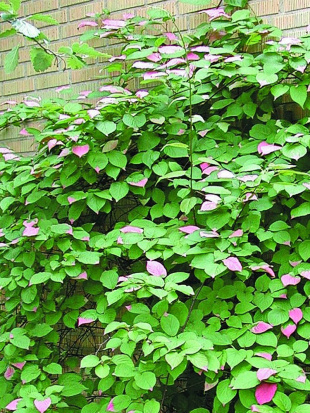 Актинидия Сладкая палочка